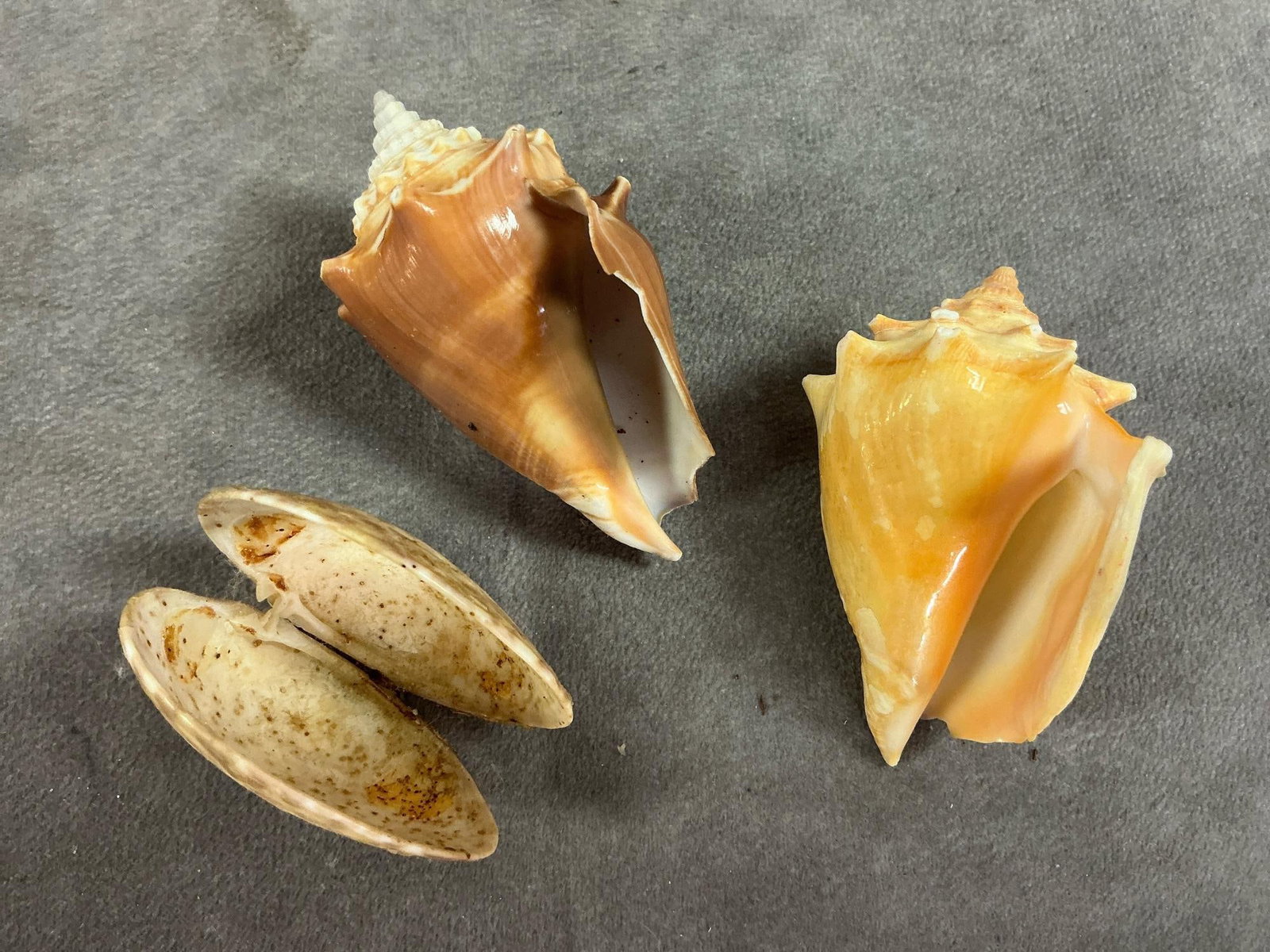 Seashell Collection - 6