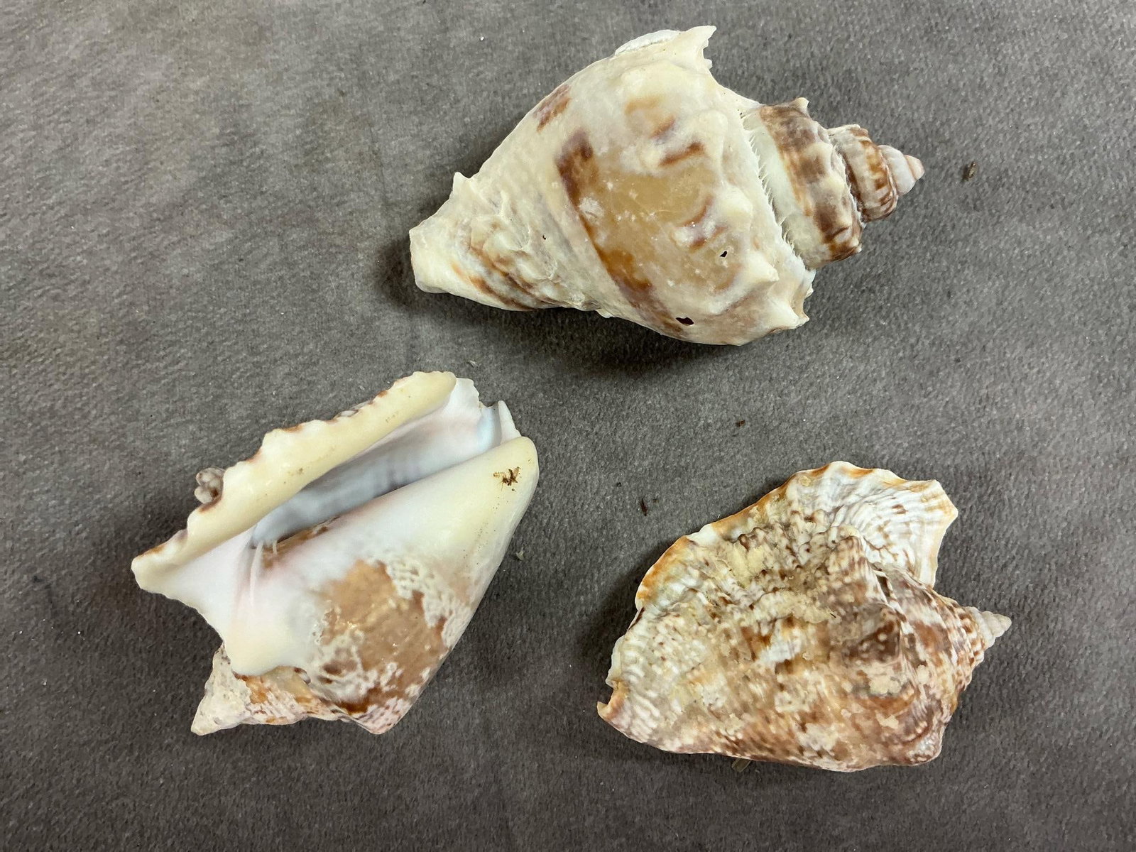 Seashell Collection - 7