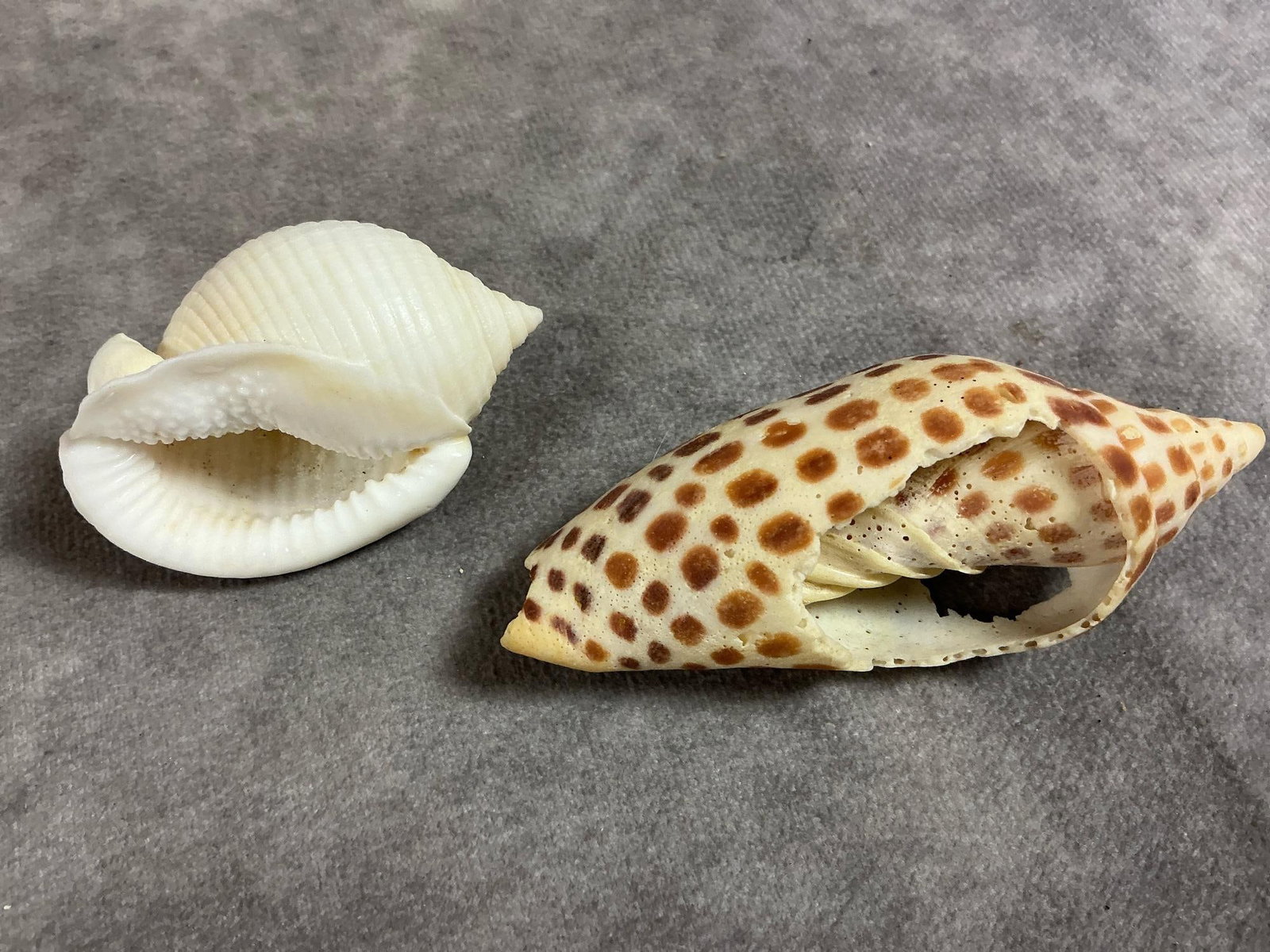 Seashell Collection - 8