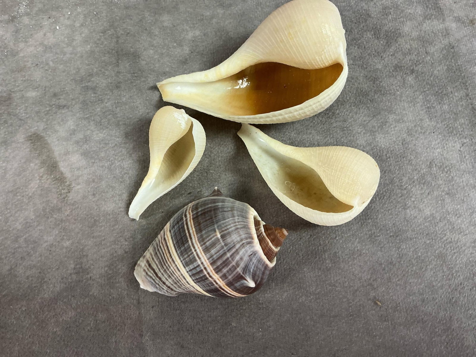 Seashell Collection - 9