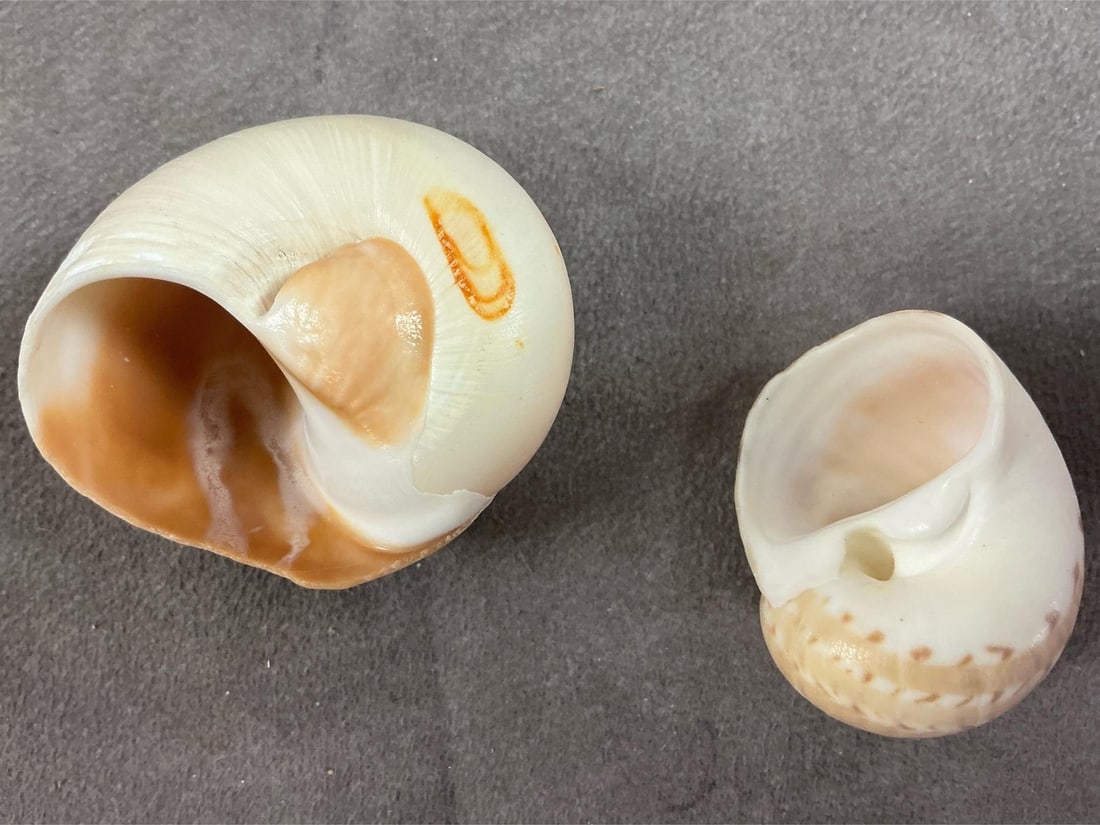 Seashells - 2