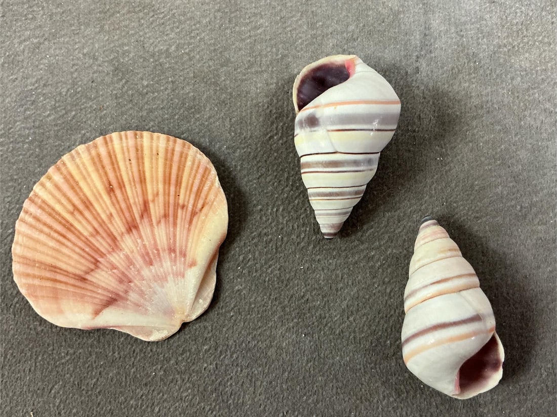 Seashells - 3