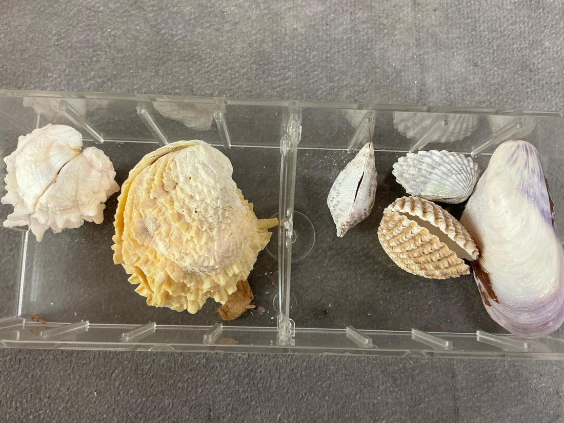 Seashells - 5