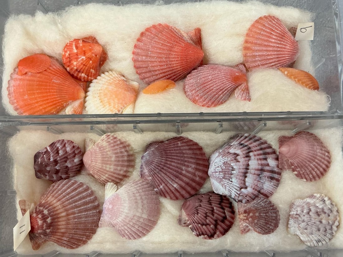 Seashells - 6
