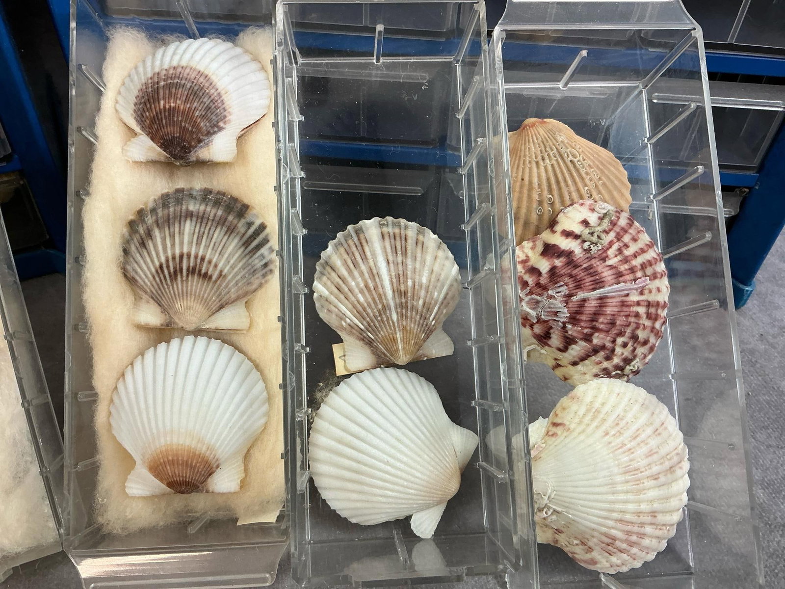 Seashells - 7
