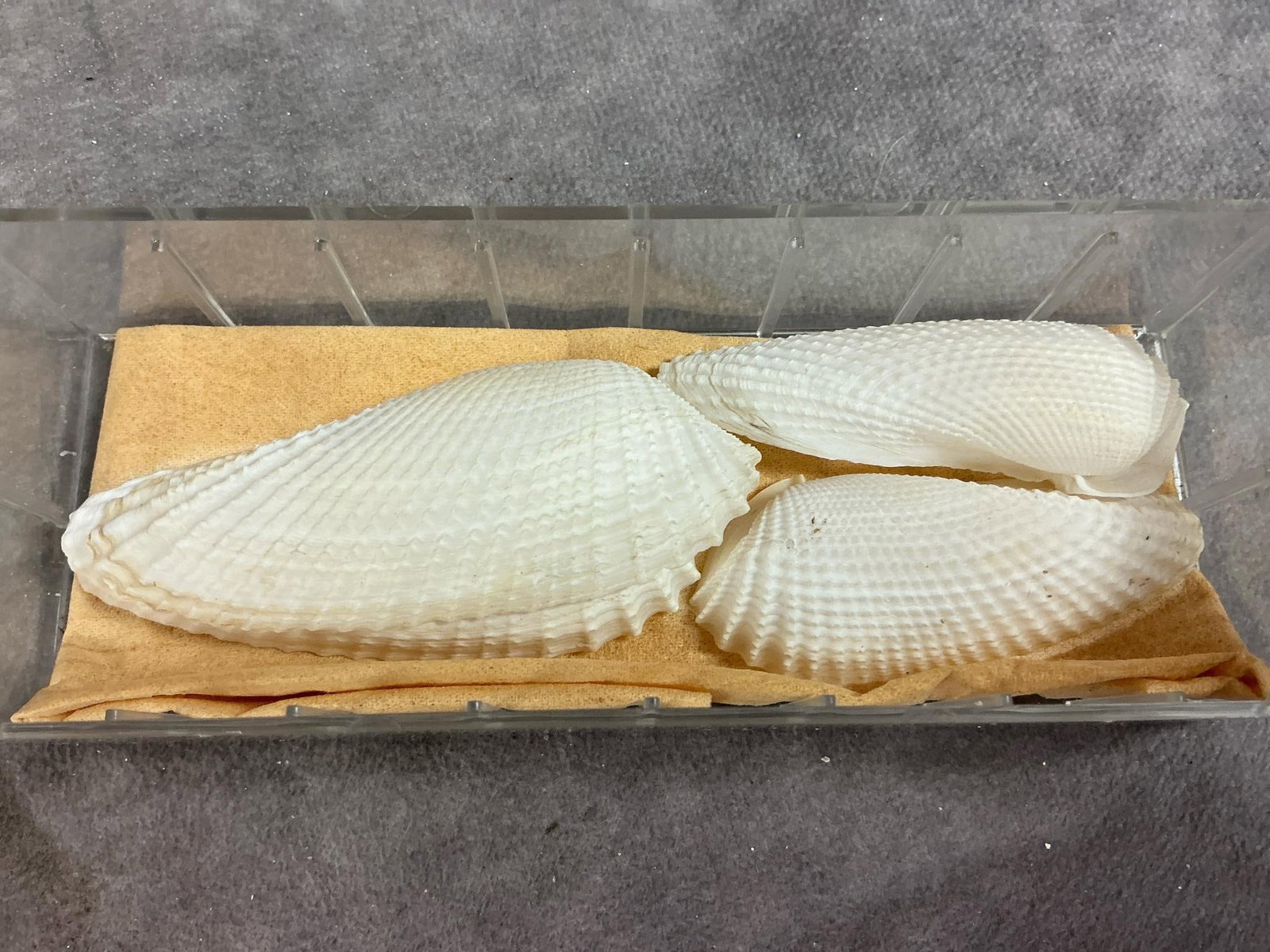 Seashells - 8
