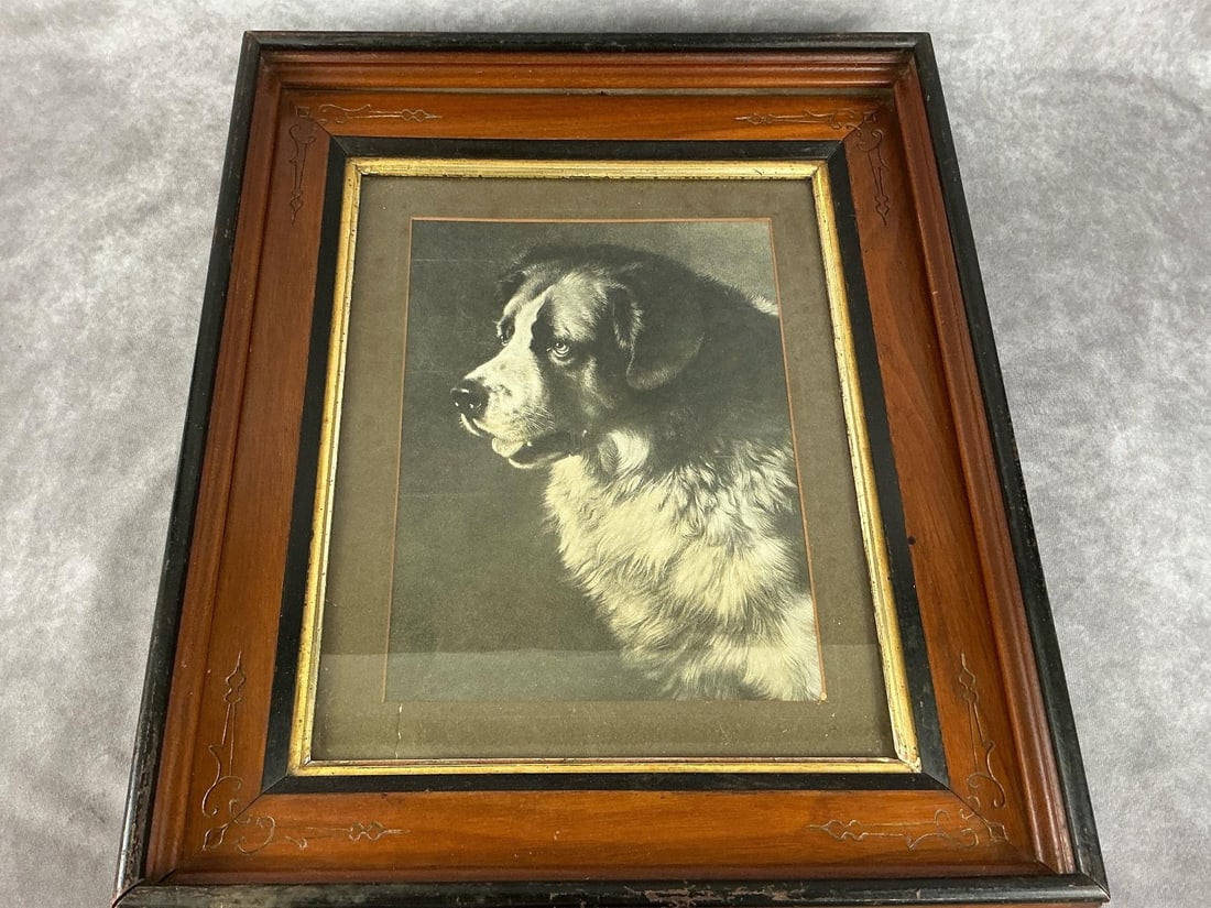 Saint Bernard Print: Early 1900's print in ornate wooden frame. "Bayard" the Saint Bernard portrait by Frank Paton. Measures 16 inches wide x 2.5 x 19 inches tall.