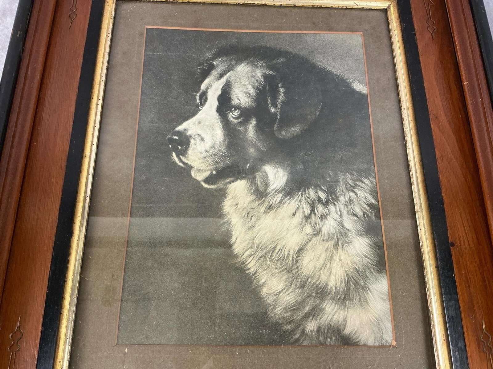 Saint Bernard Print - 2