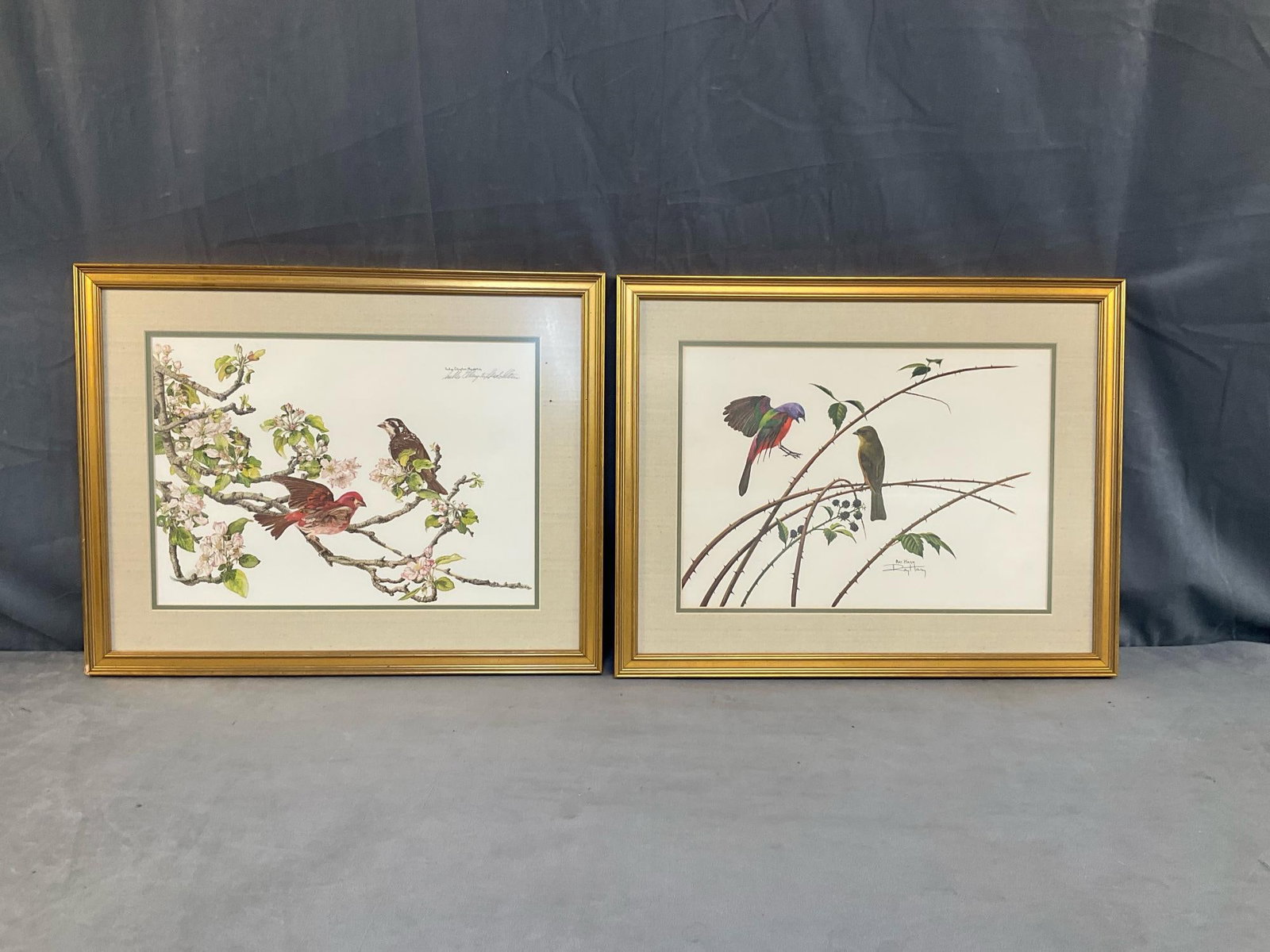Ornithological Prints: Two late 20th century framed and matted ornithological prints. Signed " Sallie Ellington Middleton " and "Ray Harm". Good condition. Measures 22.5 inches wide x 1.25 x 17.75 inches tall.