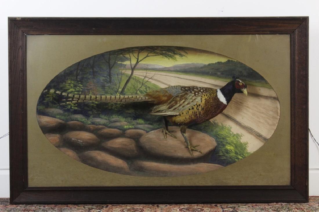 Early Taxidermy Mounted Male Pheasant in Diorama (1 of 9)