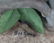 Boehm Porcelain Parula Warbler Sculpture Figurine - 4