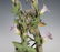 Boehm Porcelain Parula Warbler Sculpture Figurine - 8