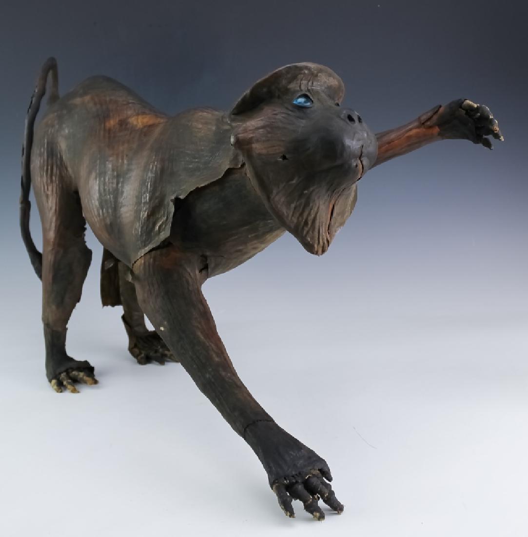 Antique Darwin Era European Monkey Model Sculpture: Old European/Spanish life like monkey model. This model is from the time of science when Charles Darwin was testing the known norms of the scientific world. Features a unique frame consisting of metal
