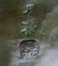 Chinese Character Marked Bronze Pig Sculpture FINE - 2