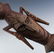 Papua New Guinea Kanganaman 38" Wood Walking Staff - 2