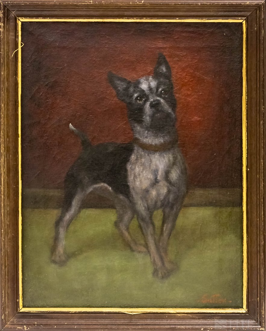 Old Signed Sutton Boston Terrier Dog Oil Painting: Signed Sutton oil painting. Depicts the image of a Boston Terrier painting. Signed lower right. Sight measures 17 1/2" x 13 1/2". Housed in frame measuring 20 1/2" x 16 3/4". Good overall condition wi