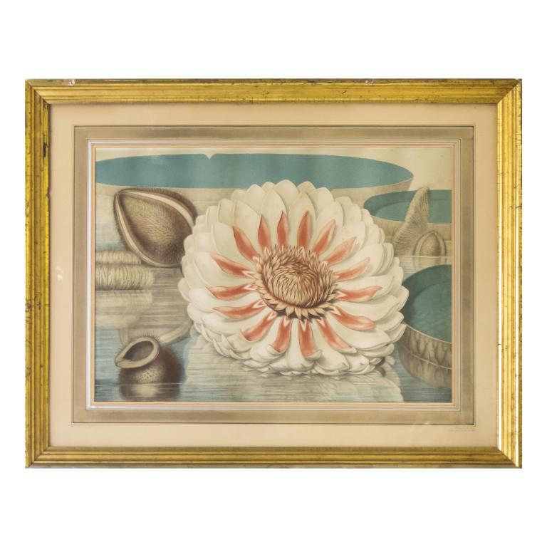 William Sharp (1803-1875) Great Water Lily Etching (1 of 4)