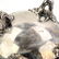 3 Pc Art Nouveau German 800 Silver Tea Set 1258 g. - 5
