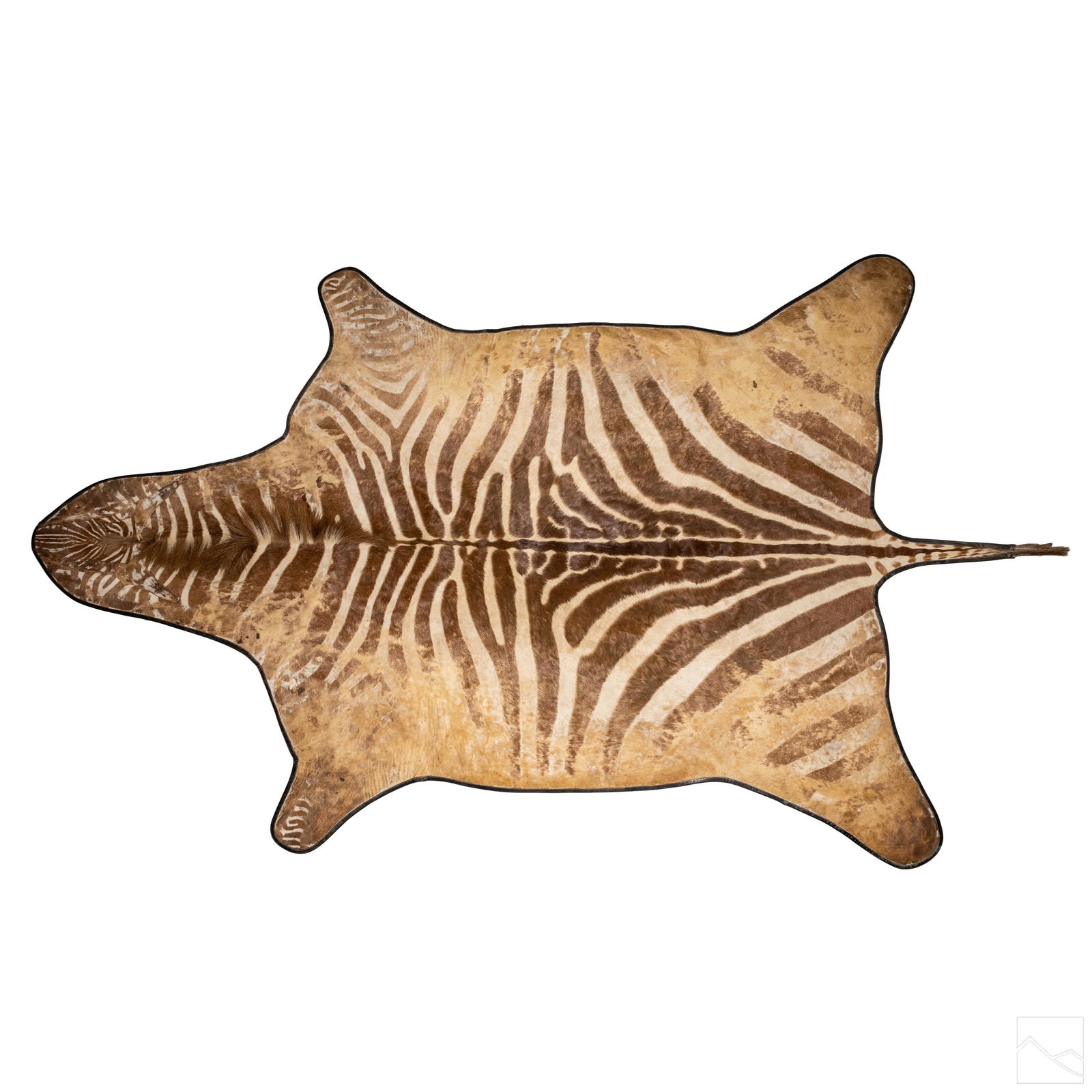 Authentic VTG 8.5 FT Taxidermy Zebra Skin Area Rug (1 of 4)