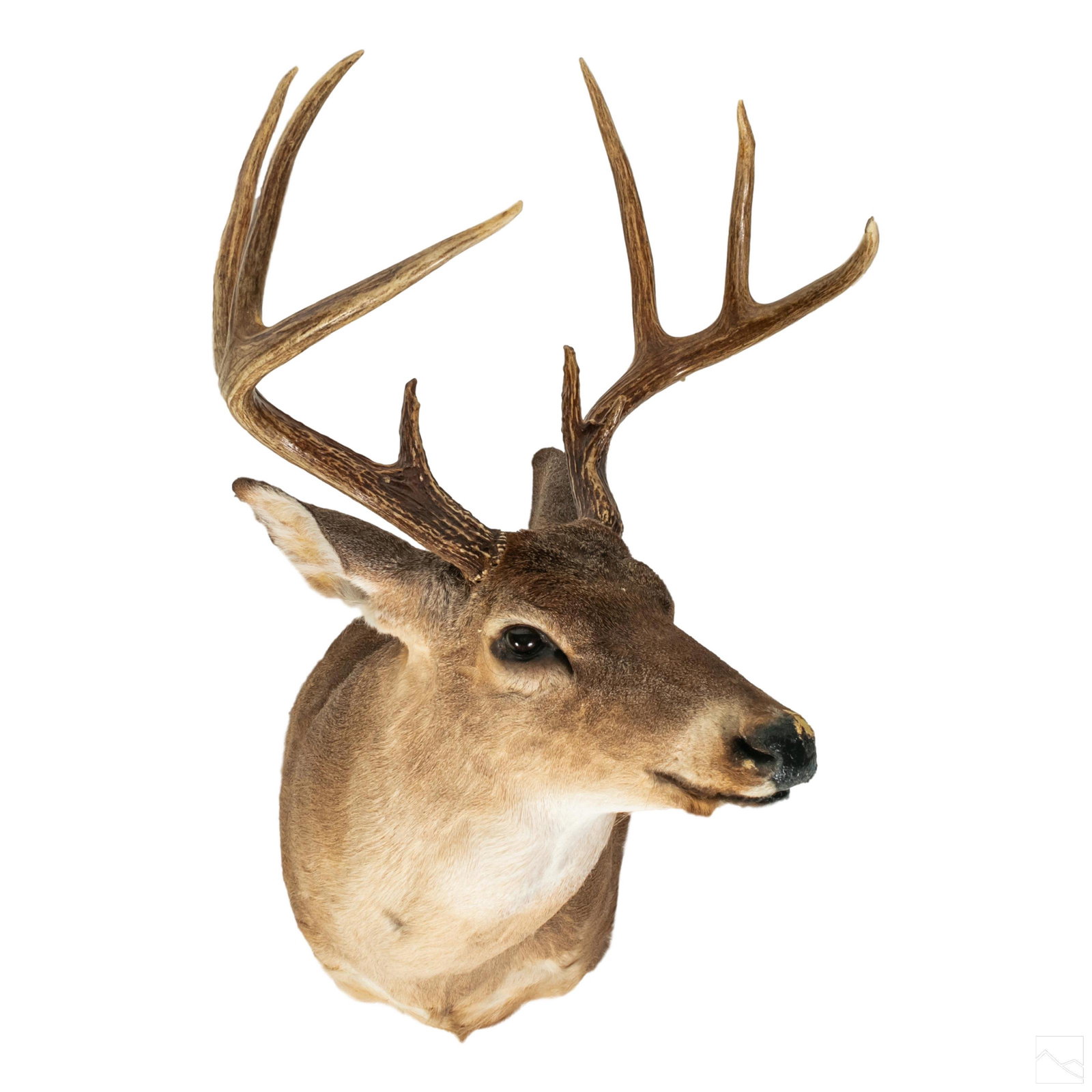 Taxidermy White Tail Deer Stag Head Trophy Mount (1 of 7)
