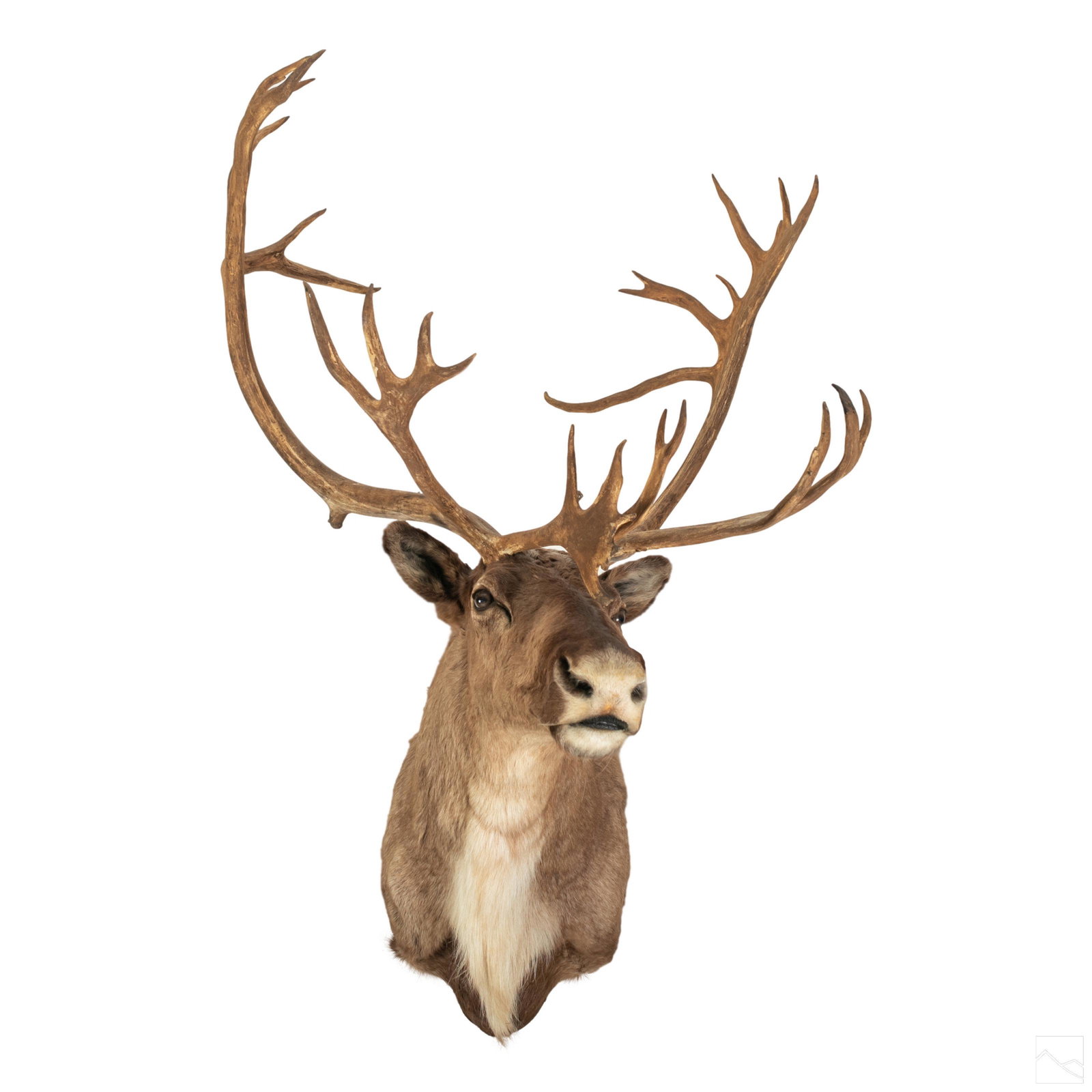 Taxidermy 54" Caribou Head 34 Point Trophy Mount (1 of 8)