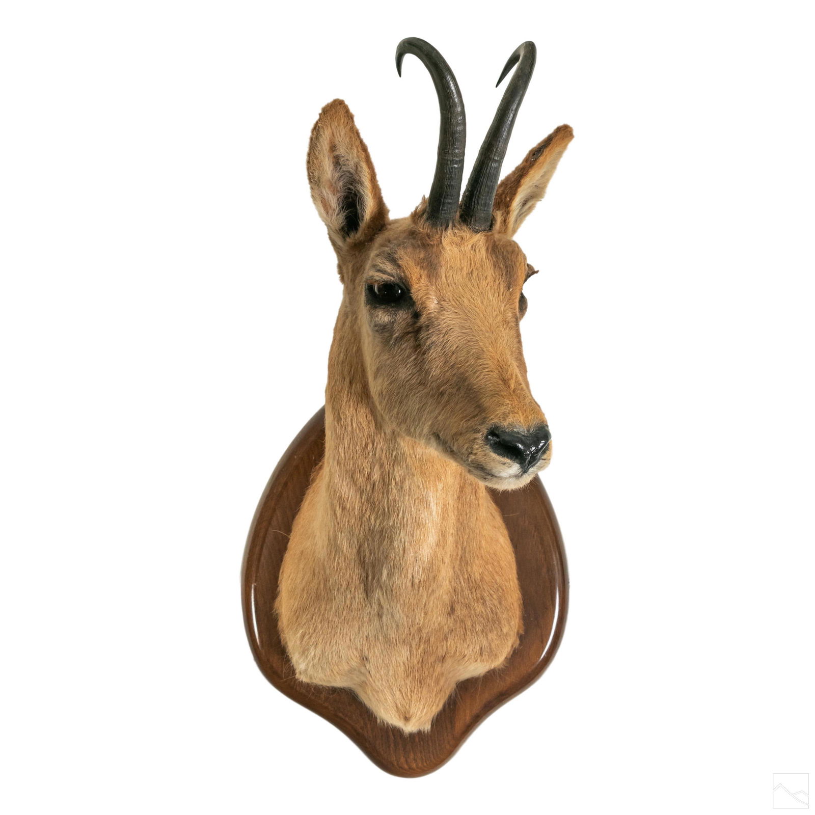 Taxidermy 22" Pyrenees Chamois Head Trophy Mount (1 of 5)