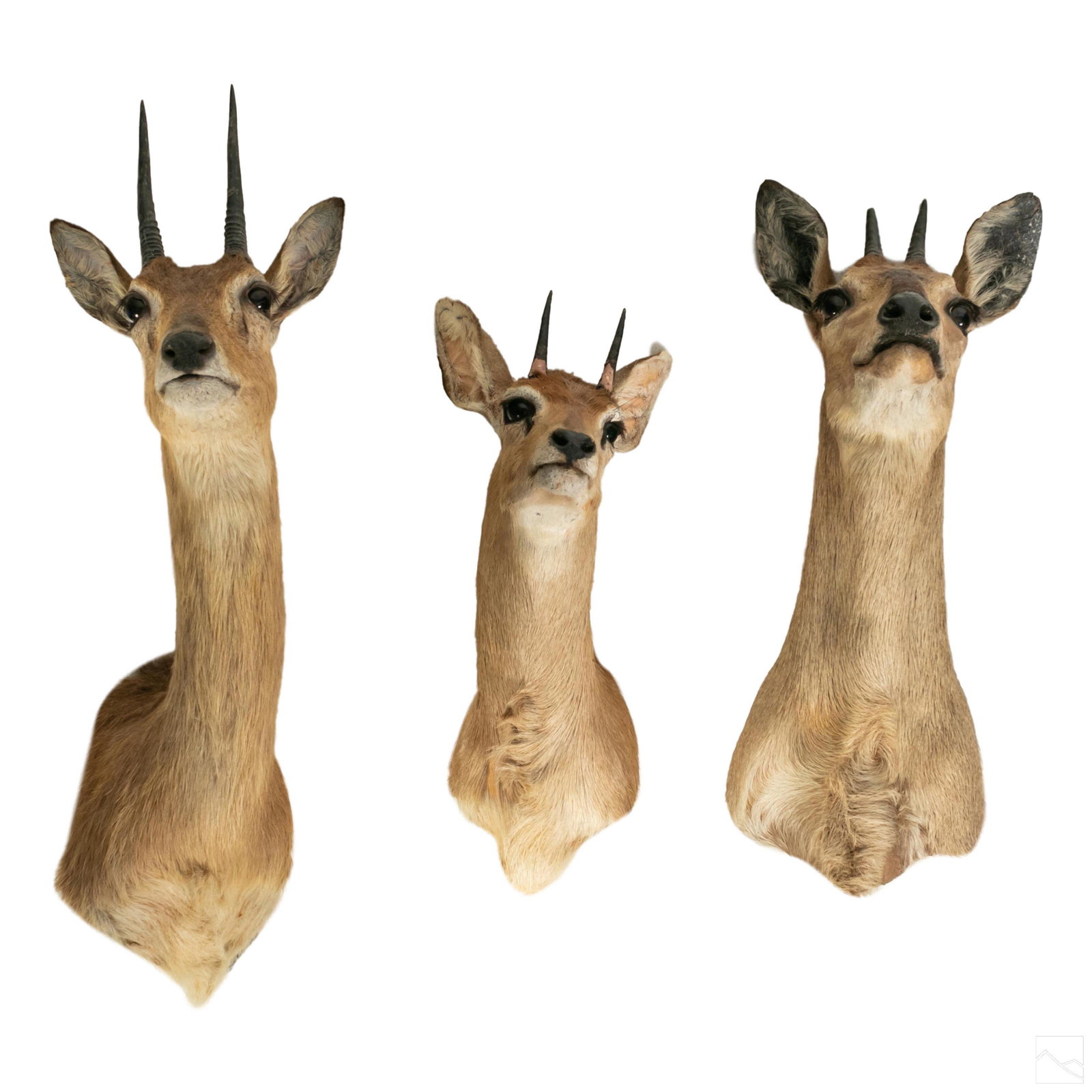 Taxidermy African Steenbok Deer Head Trophy Mounts (1 of 7)