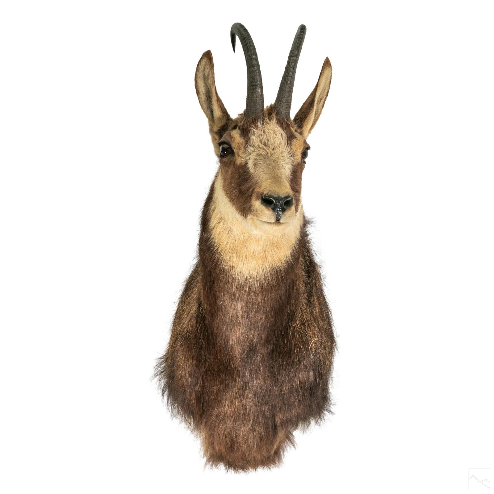 Taxidermy 26" African Chamois Head Trophy Mount (1 of 5)