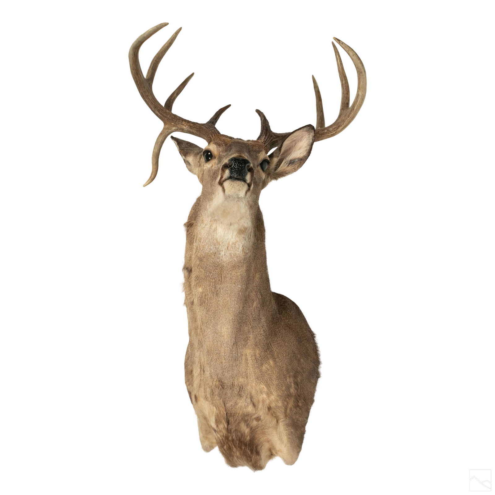 Taxidermy 41" American Mule Deer Head Trophy Mount