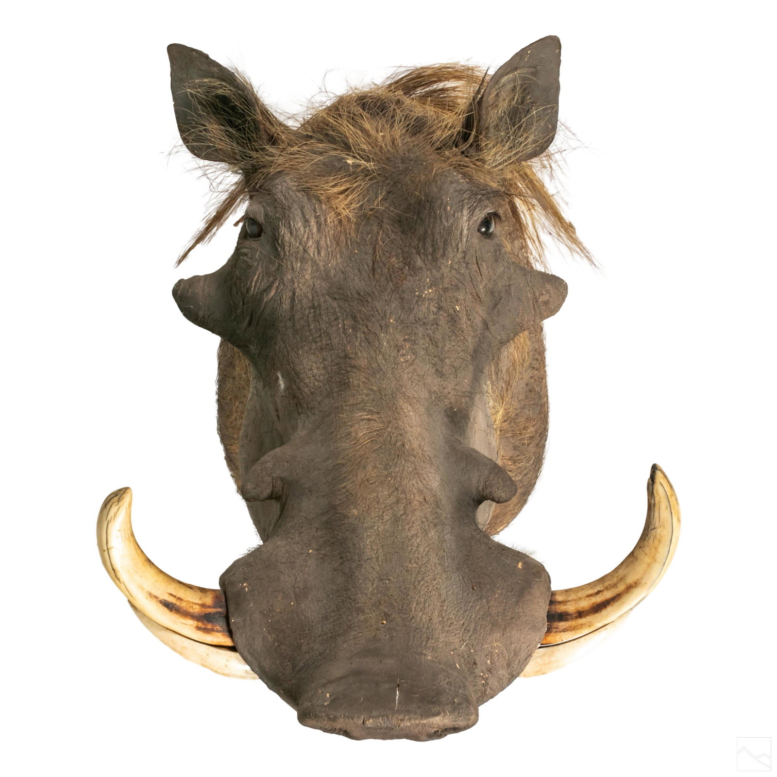 Taxidermy 24" African Warthog Head Trophy Mount: Mounted taxidermy African Wort Hog shoulder trophy head. Features all original details, tusk and glass eyes. Provenance: Collection from a big game hunter registered with Safari Club International, 19