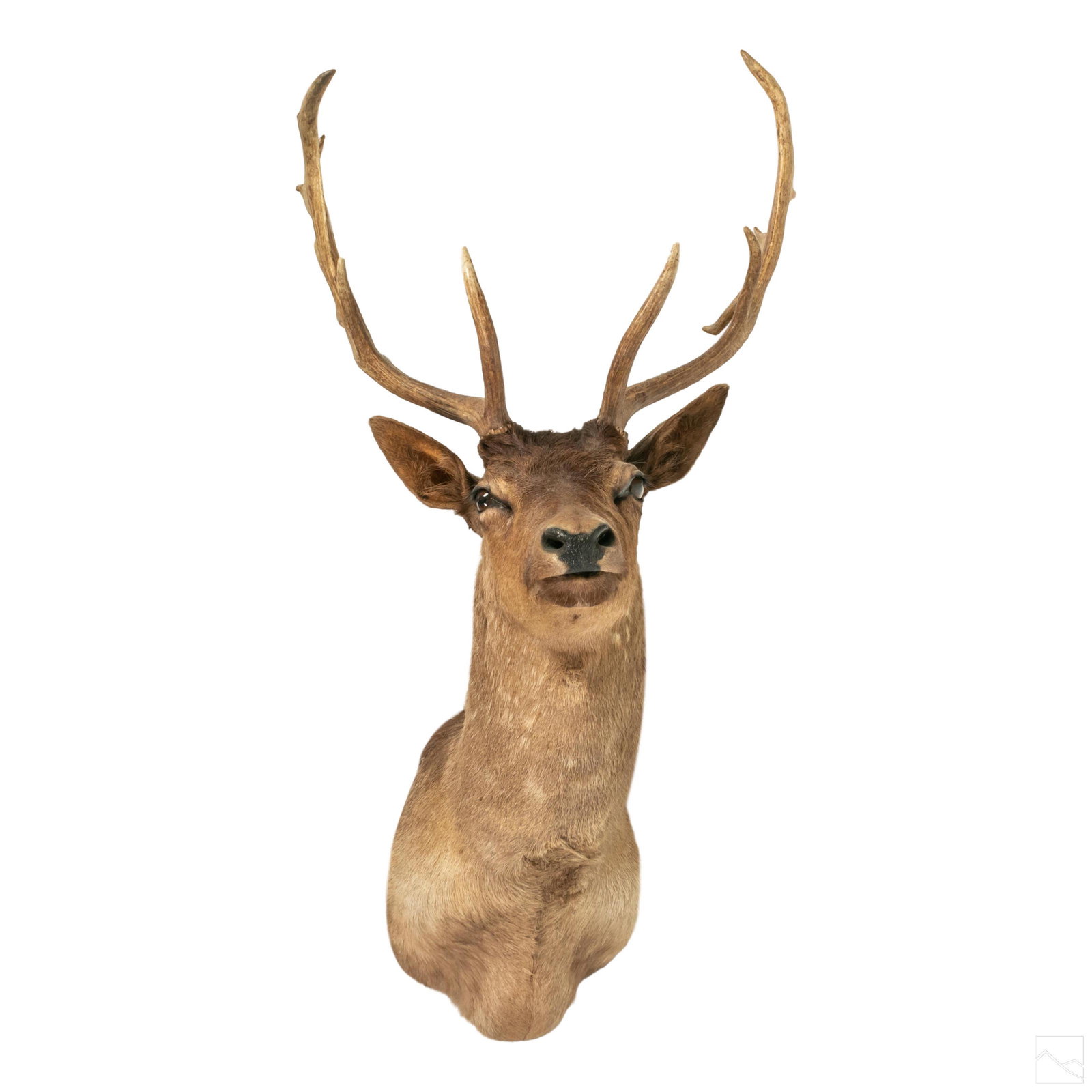 Taxidermy 43" Red Stag Deer Head Trophy Mount (1 of 5)