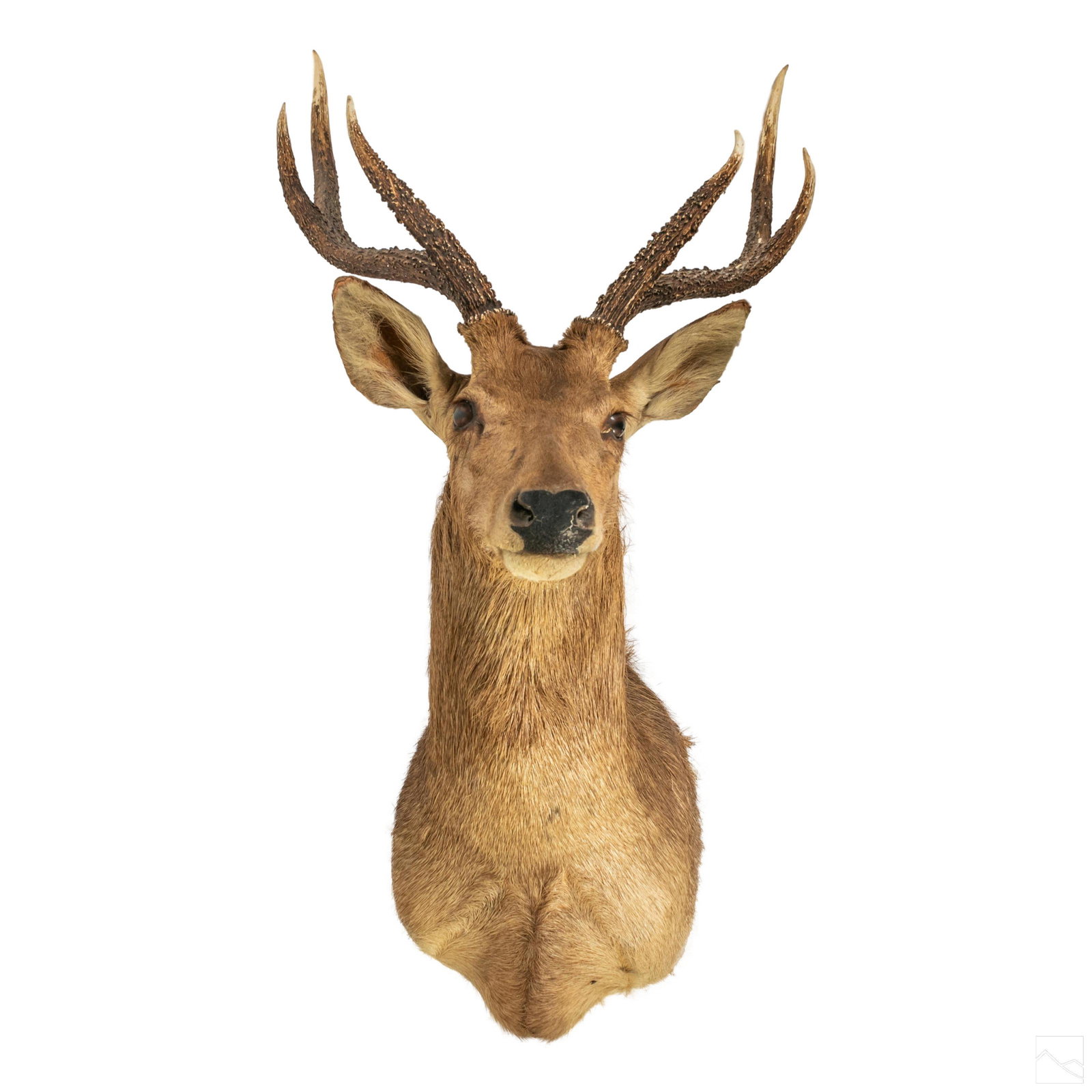 Taxidermy 44" Indian Hog Deer Head Trophy Mount (1 of 5)