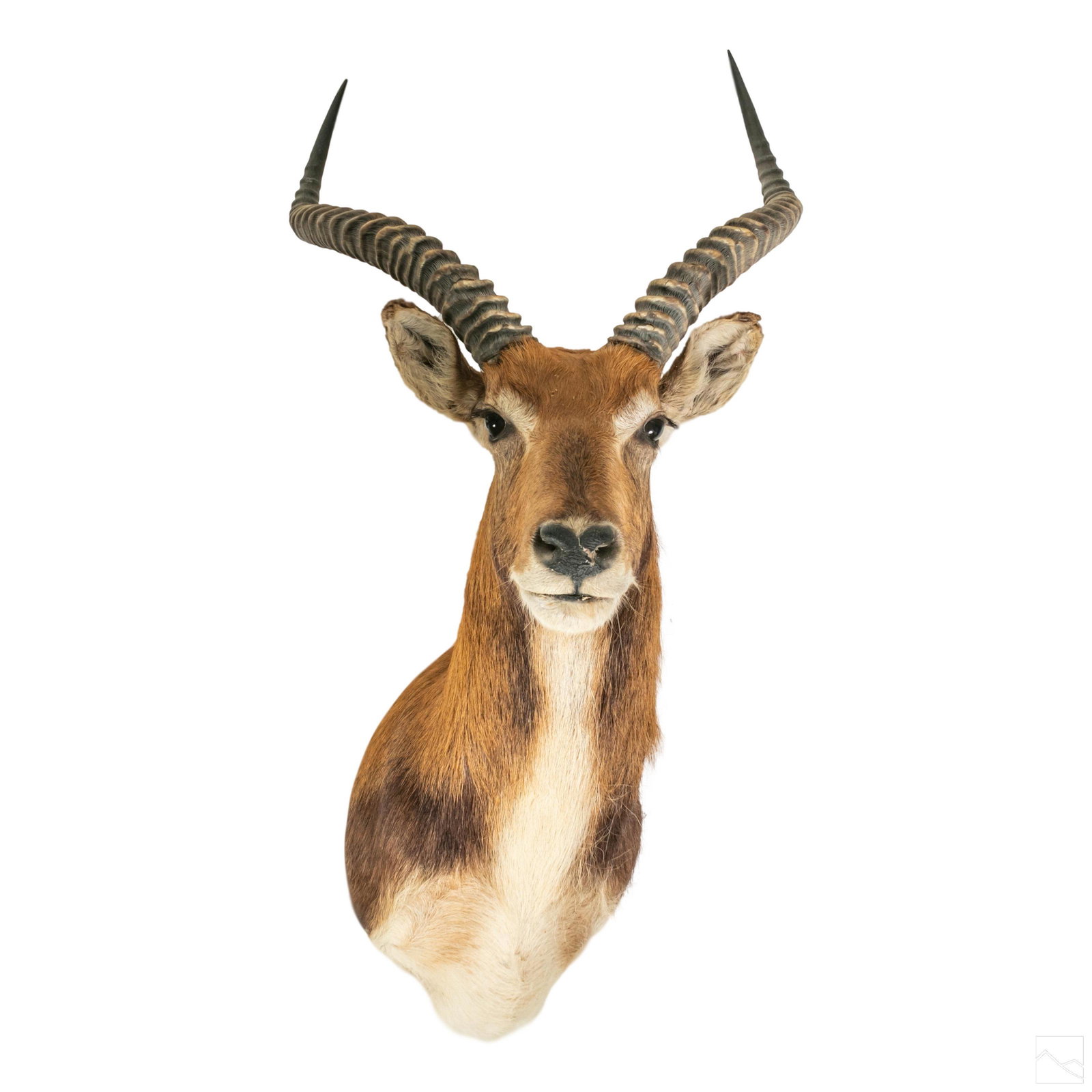Taxidermy African Lechwe Deer Head Trophy Mount (1 of 6)