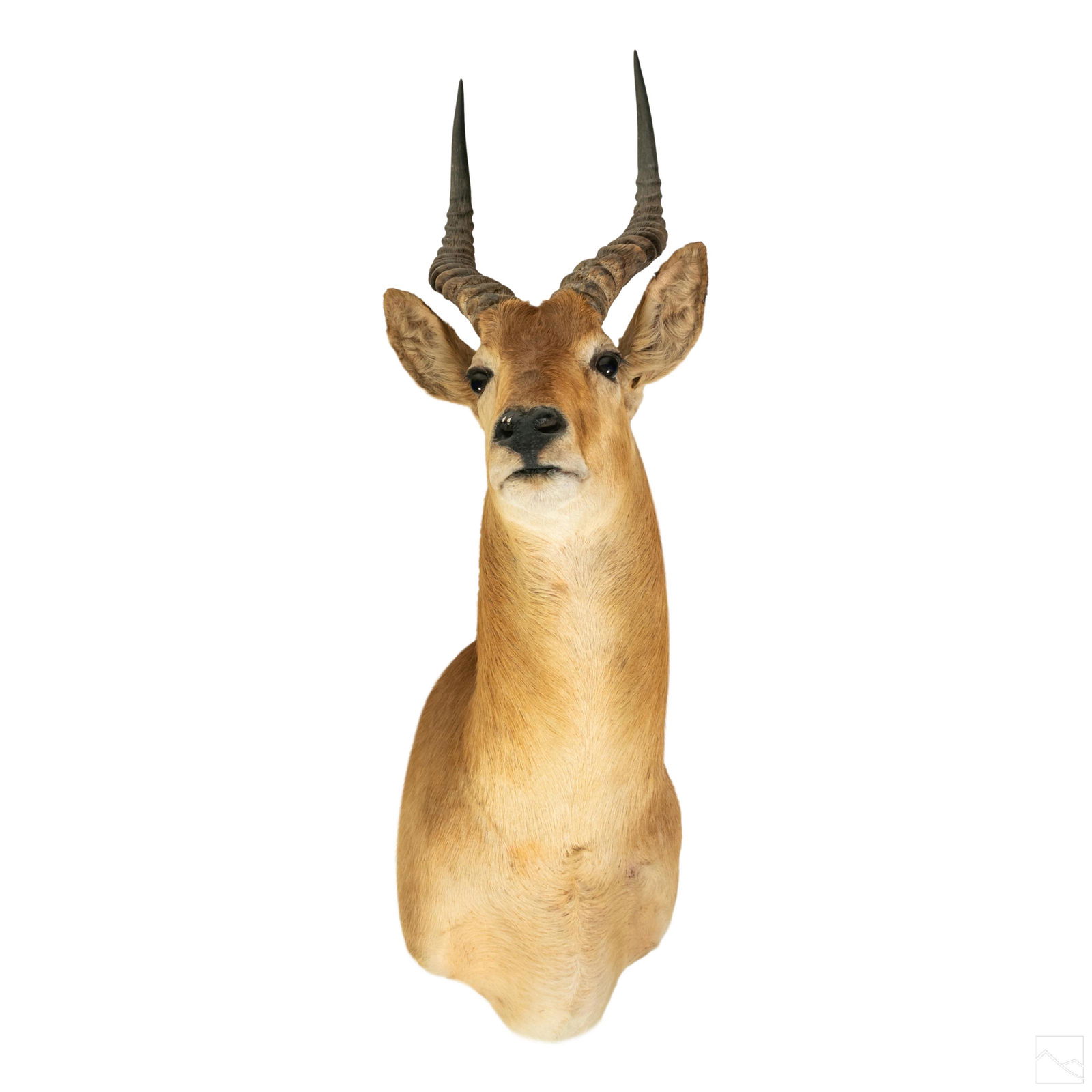 Taxidermy 38" African Impala Shoulder Trophy Mount (1 of 5)
