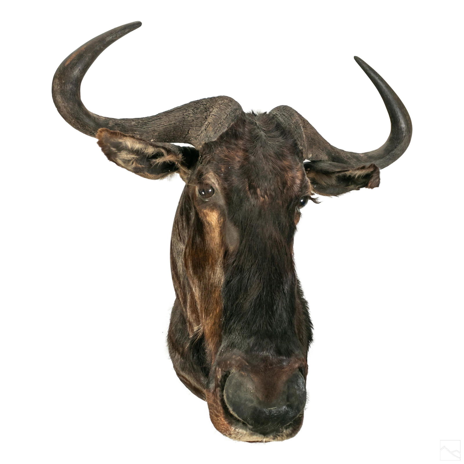 Taxidermy 46" African Wildebeest Head Trophy Mount (1 of 5)
