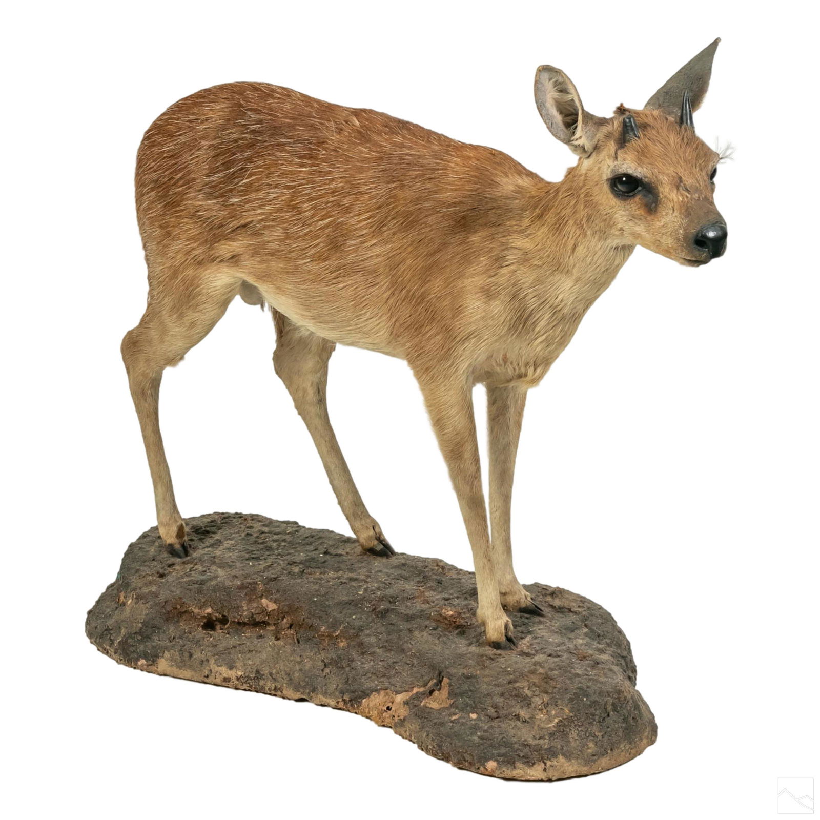 Taxidermy 22" Full Body Baby African Duiker Deer (1 of 4)
