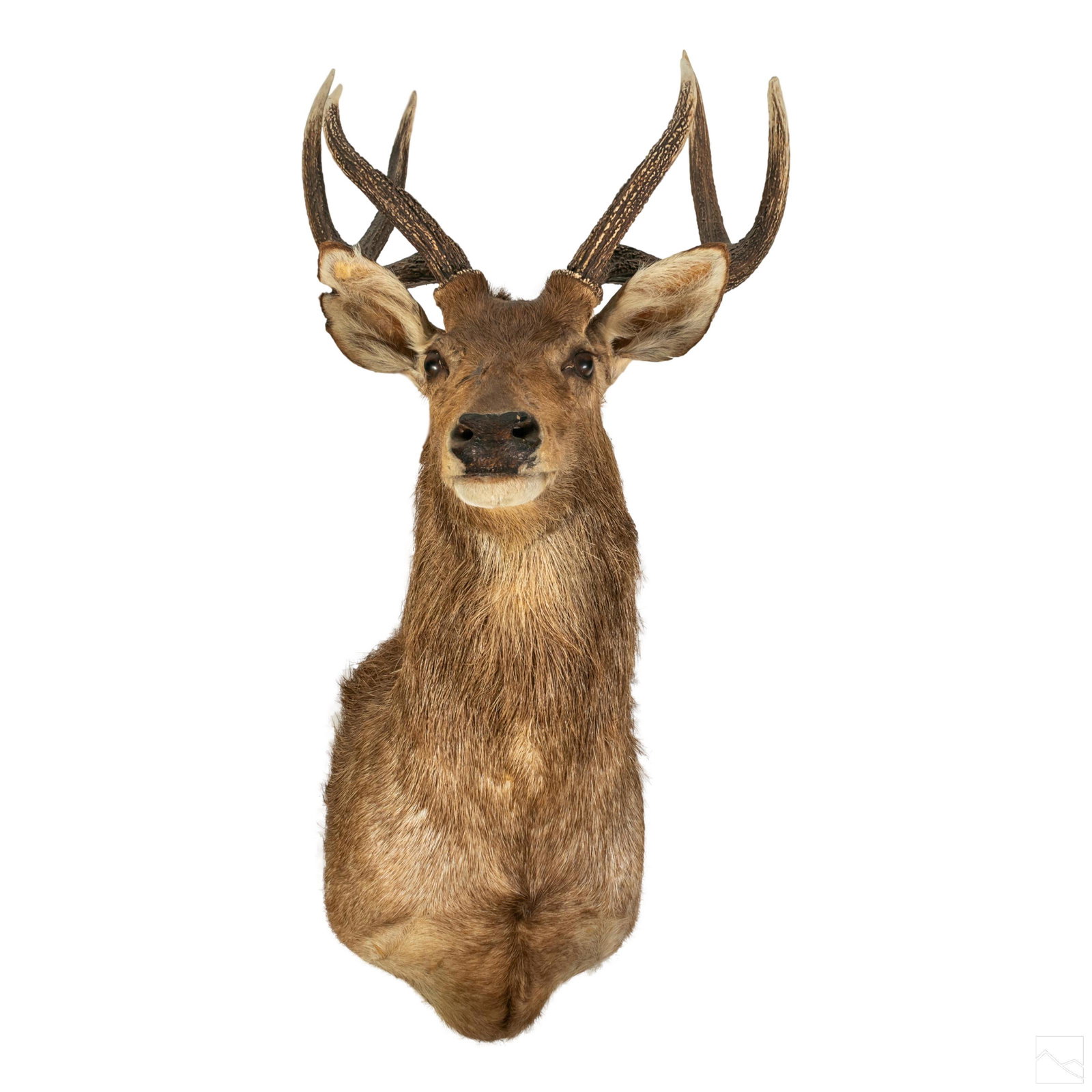 Taxidermy Indonesian Javan Rusa Deer Head Mount (1 of 5)