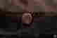 item-120088779=3