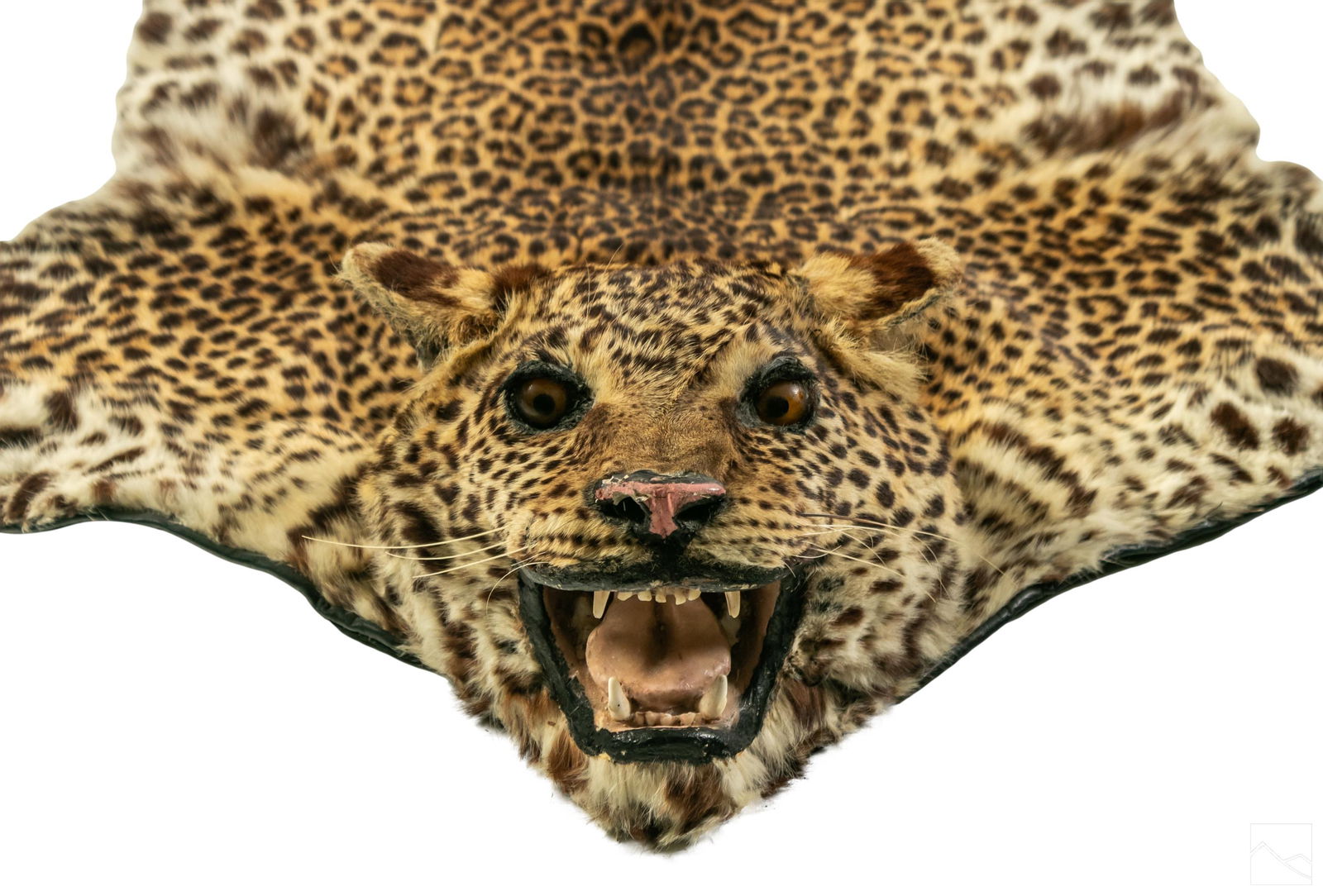 Leopard Panther Big Cat Game Wildlife Trophy Rug (1 of 5)