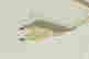 item-130114804=6