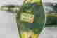 item-130115485=5