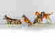 item-130115703=4