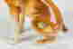 item-130115703=6