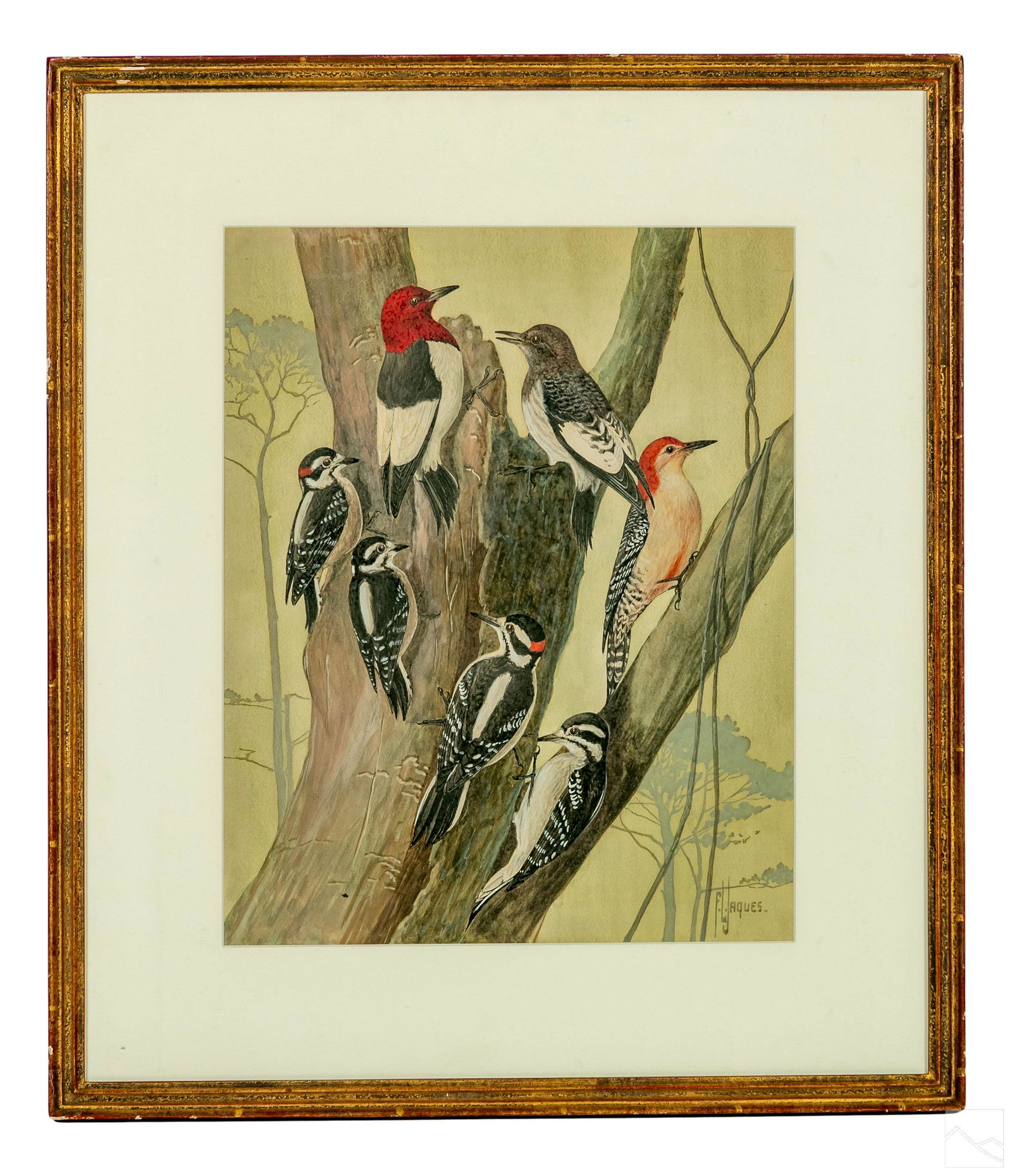 Frances Lee Jaques 1887-1969 Woodpecker Painting (1 of 4)