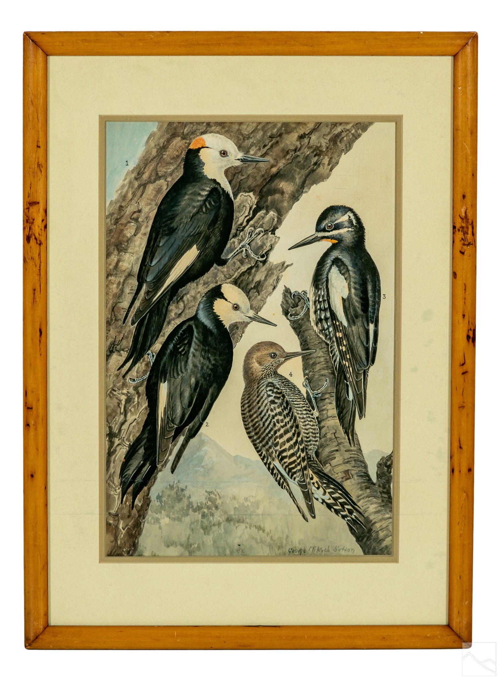 George Miksch Sutton 1898-1982 Woodpecker Painting (1 of 4)