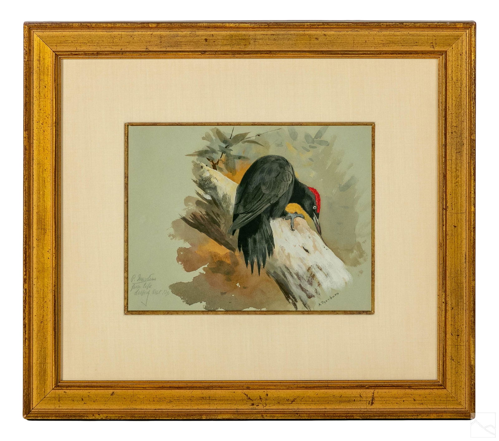 Archibald Thorburn 1860-1935 Tree Bird WC Painting (1 of 5)