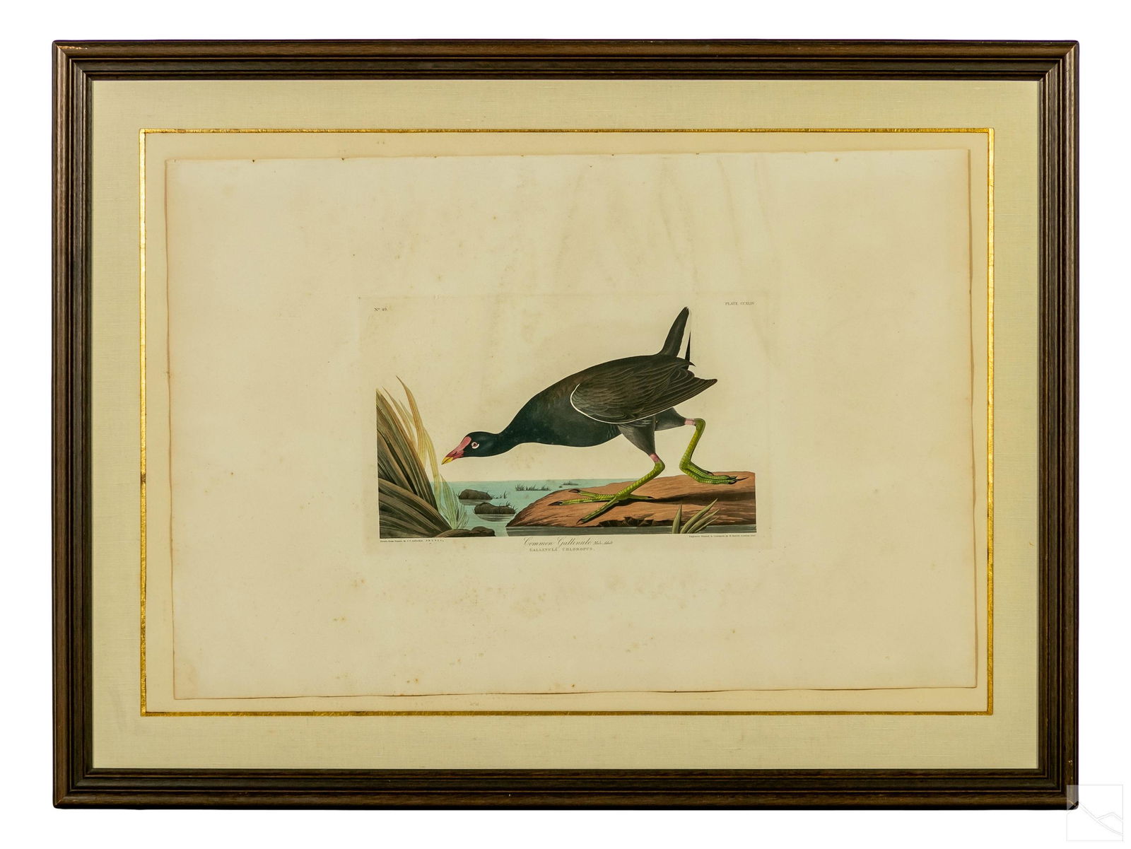 J.J. Audubon Engraved Plate No. 49 Gallinule Bird (1 of 10)
