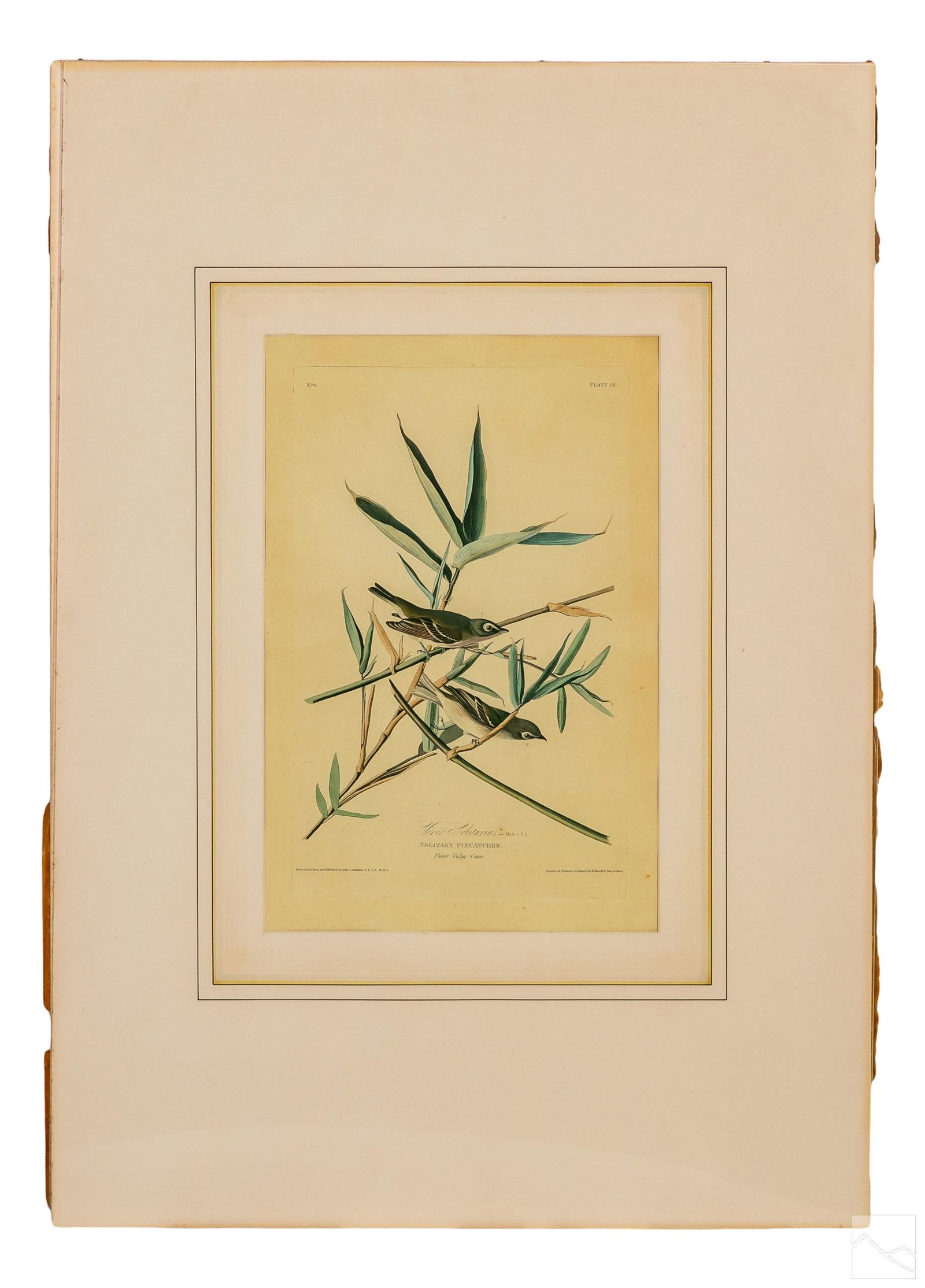 J.J. Audubon Engraved Plate 28 Solitary Flycatcher (1 of 11)