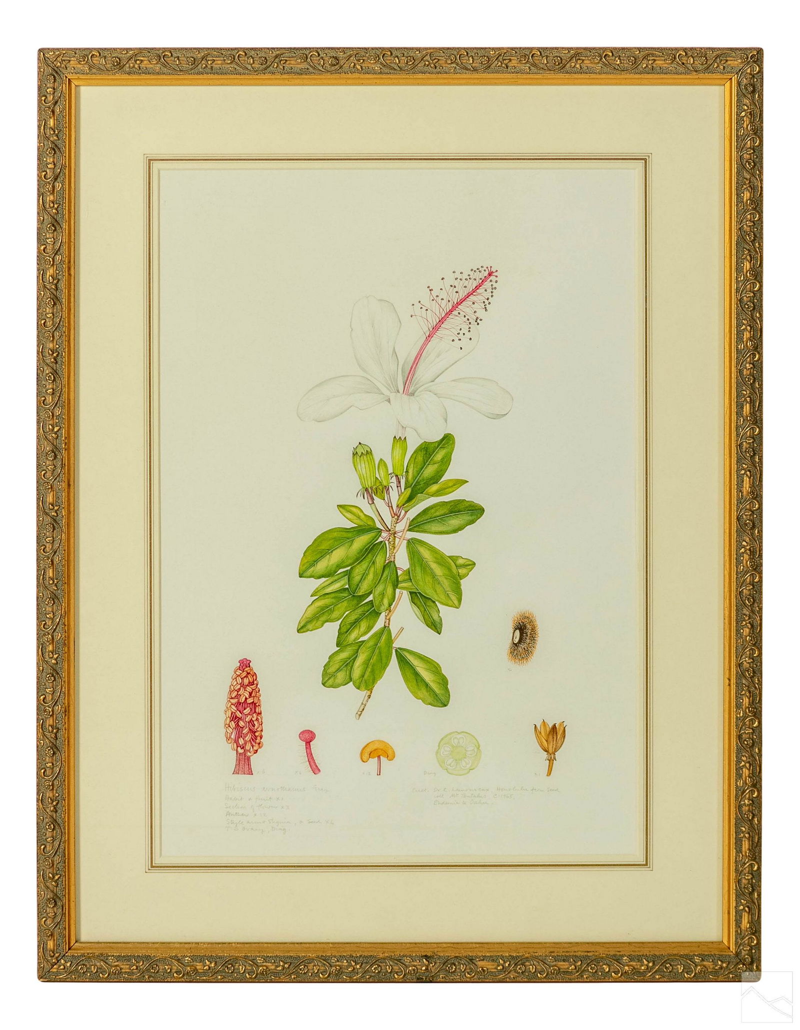 Elsie M. Stones 1920-2018 Still Life WC Painting (1 of 5)