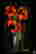 item-133753315=2